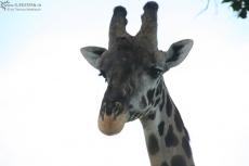 IMG 8107-Kenya, giraffe head seen in Masa Mara